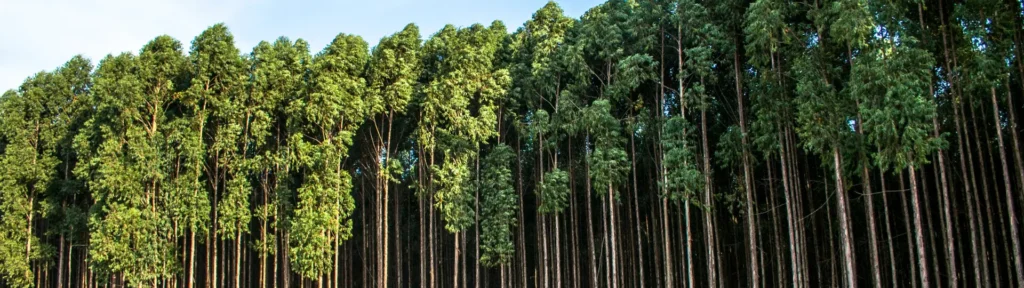 O combustível de eucalipto é uma alternativa promissora entre as opções de combustível sustentável.
